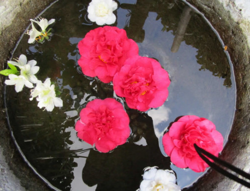Bowl with camellias and azaleas